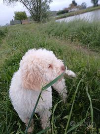 Lagotto romagnolo