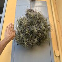 Tillandsia