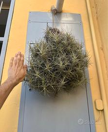 Tillandsia