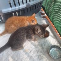 2 gattini uno grigio e uno arancione