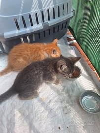 2 gattini uno grigio e uno arancione