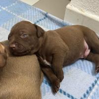 Cuccioli pitbull nati il 17 ottobre