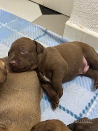 Cuccioli pitbull nati il 17 ottobre