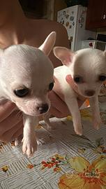 Disponibili maschietti chihuahua