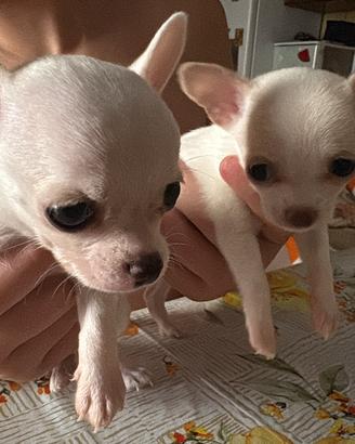 Disponibili maschietti chihuahua