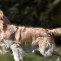 GOLDEN RETRIEVER MASCHIO x monta