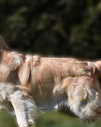 GOLDEN RETRIEVER MASCHIO x monta