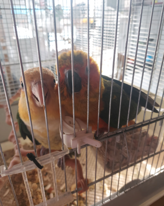 Caicco testa gialla