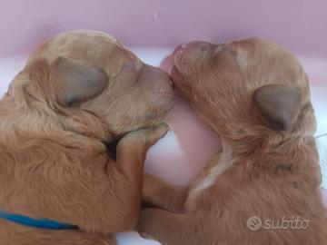 Cuccioli di barboncino