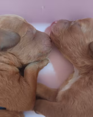 Cuccioli di barboncino