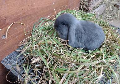 Coniglio ariete nano