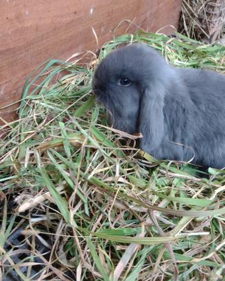 Coniglio ariete nano