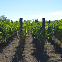 Vigneto ETNA DOC Bianco a Solicchiata