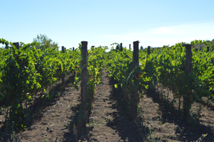 Vigneto ETNA DOC Bianco a Solicchiata