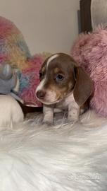 Bassotto piebald occhi azzurri