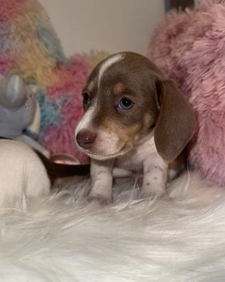 Bassotto piebald occhi azzurri