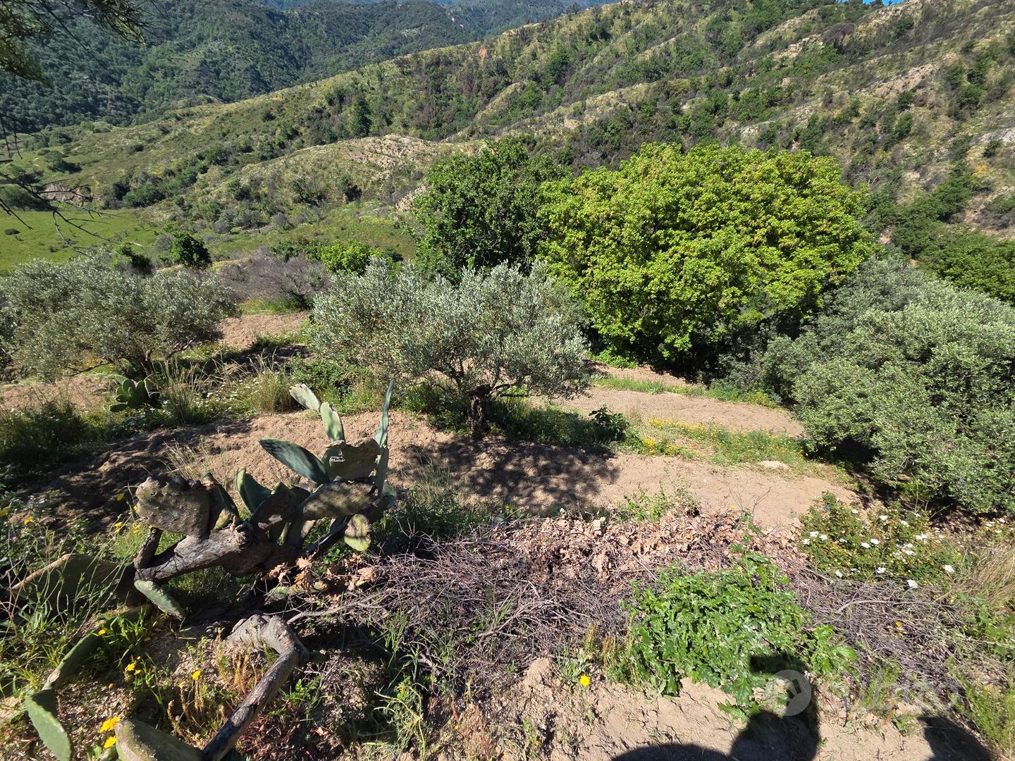 Terreno rustico - Uliveto - Vista 3