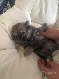 Cucciolo di Pomerania un mese e 20 giorni vaccinat