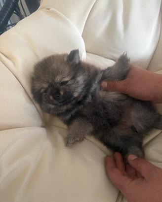 Cucciolo di Pomerania un mese e 20 giorni vaccinat