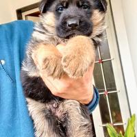 Cuccioli di Pastore Tedesco con pedigree ENCI