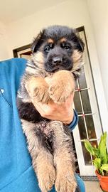 Cuccioli di Pastore Tedesco con pedigree ENCI