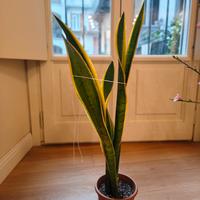 Sanseveria altezza 40 cm