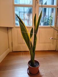 Sanseveria altezza 40 cm