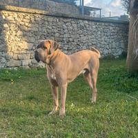 Cane corso per monta