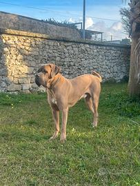 Cane corso per monta