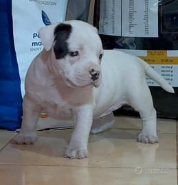 American bully
