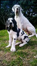 Alano cuccioli