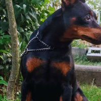 Pinscher stallone per accoppiamenti