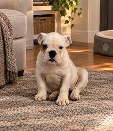 Cuccioli bulldog inglese