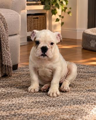 Cuccioli bulldog inglese