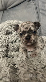 Bulldog francese merle