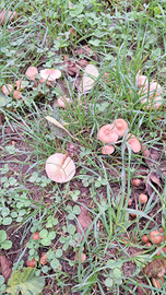 Giardino o terreno per orto in Pontremoli