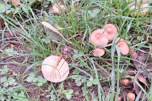Giardino o terreno per orto in Pontremoli