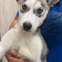 Siberian Husky