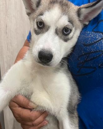 Siberian Husky