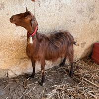 Capra da latte gravida