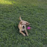 Simil Labrador retriever Sirio maschio 7 mesi