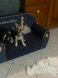 Chihuahua