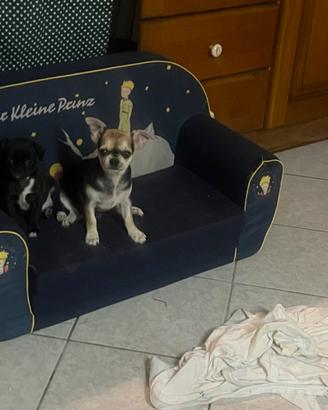 Chihuahua