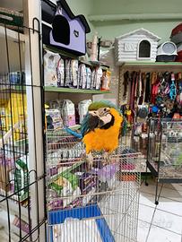 Cucciolo di pappagallo ara arauna