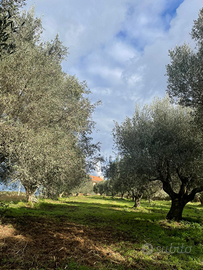 Uliveto in Calabria