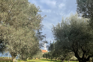Uliveto in Calabria