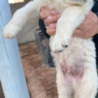 Pastore dell'Asia centrale