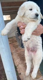 Pastore dell'Asia centrale