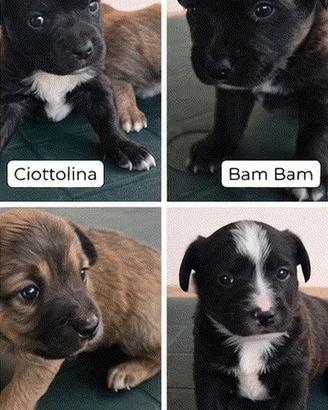 Cuccioli di cane