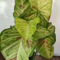 singonium milk confetti 